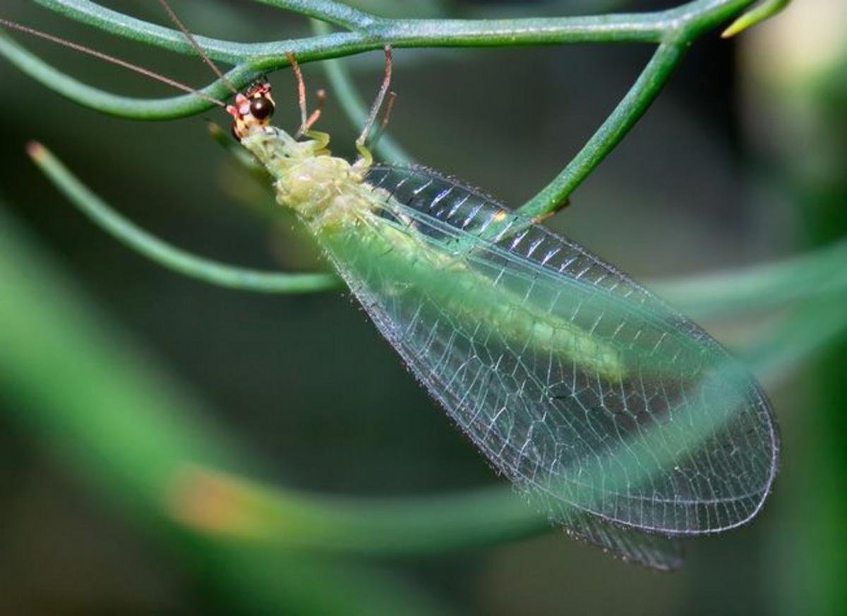 Lacewing Flies