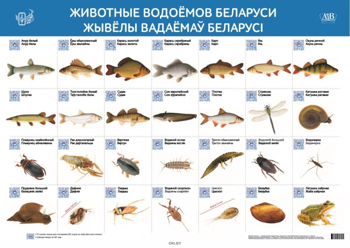 Обитатели водоемов