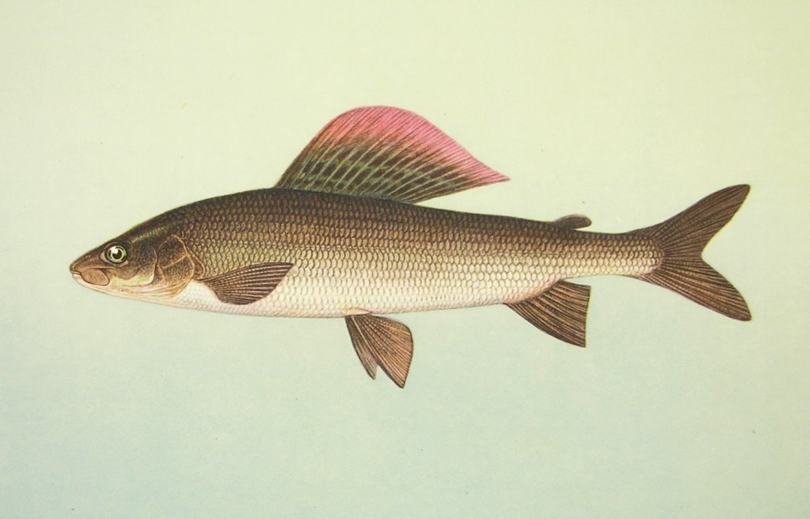 Европейский хариус — Thymallus Thymallus (l., 1758)