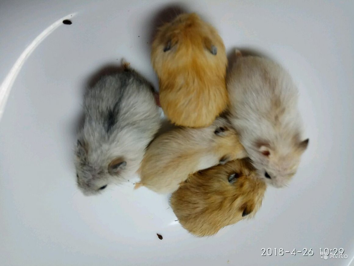 Джунгарик мандарин