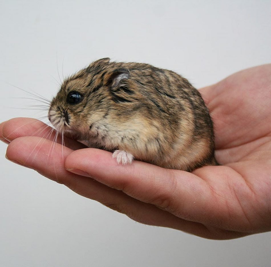 Хомяки домашние