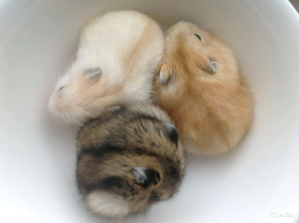 Джунгарский хомяк окрасы