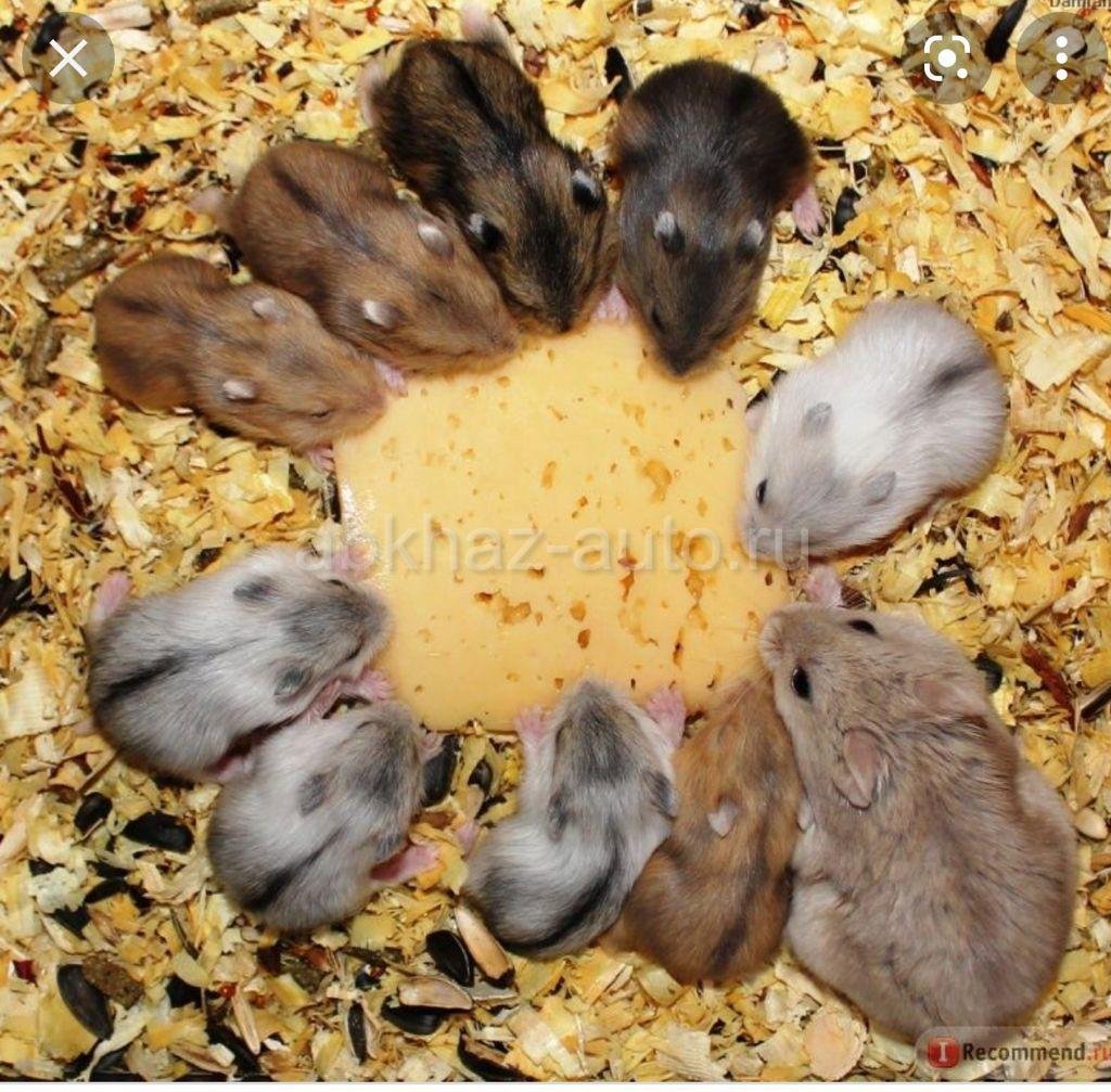 Карликовый хомяк джунгарский