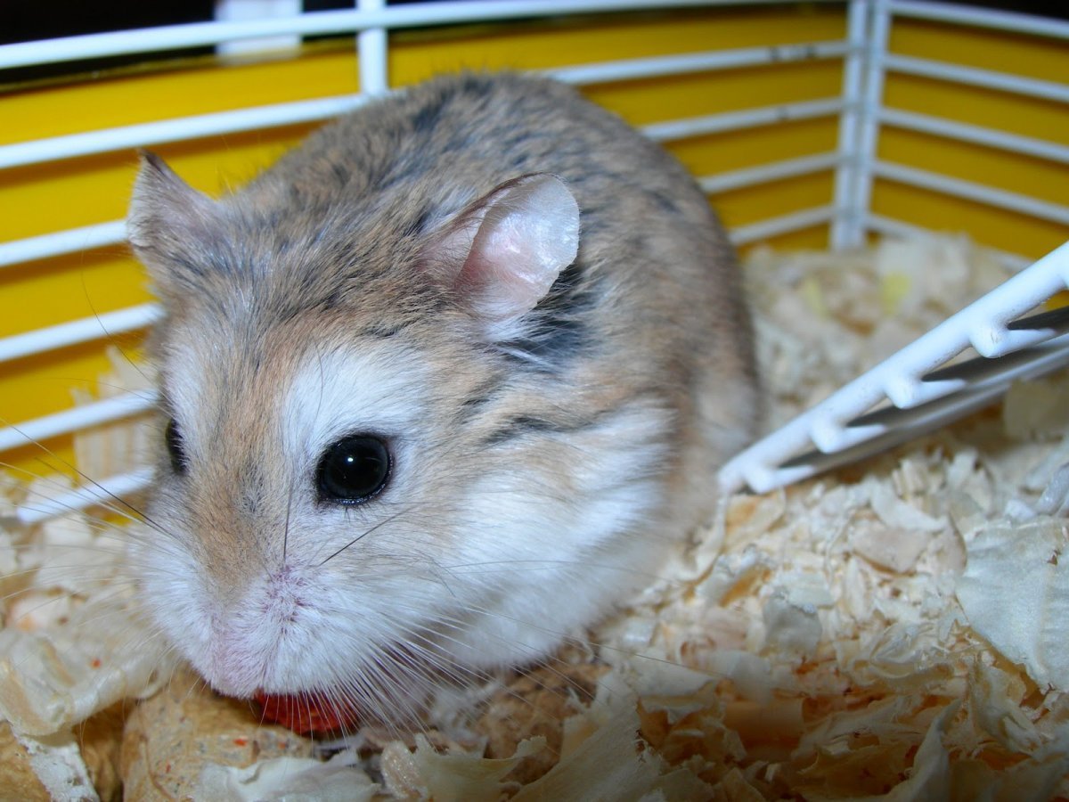 Джунгарский хомяк длинношерстный