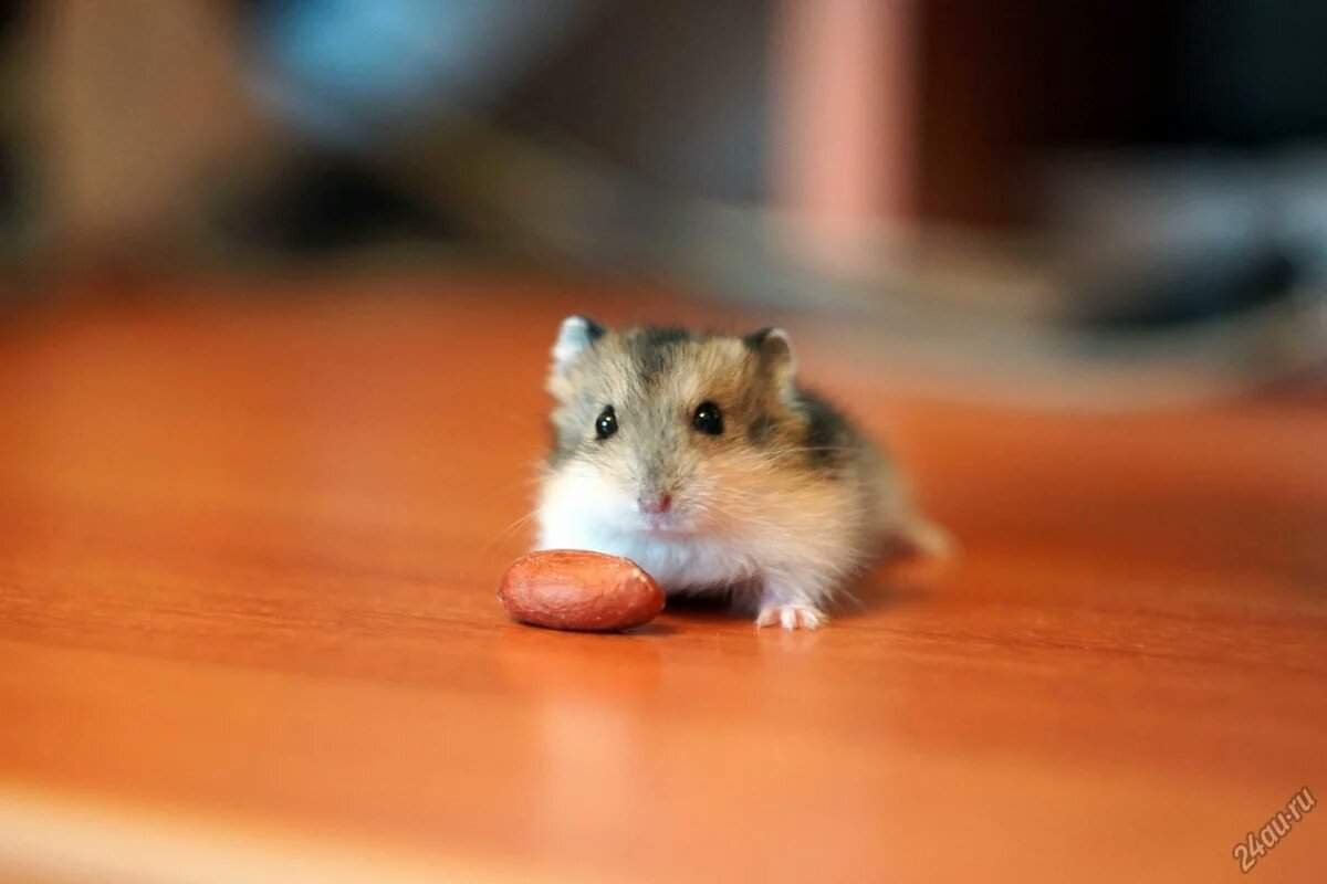 Mesocricetus auratus