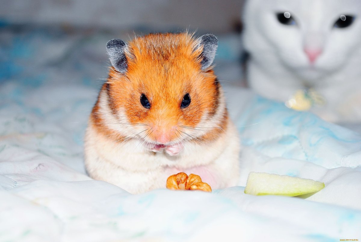 Хомяки джунгарики рыжие