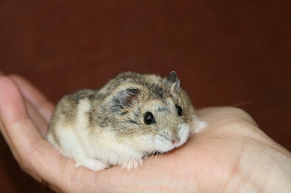 Джунгарский хомяк жемчужный окрас