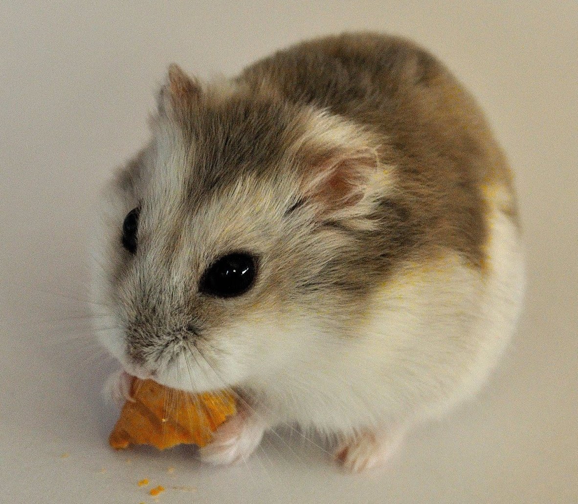 Карликовый хомяк джунгарский