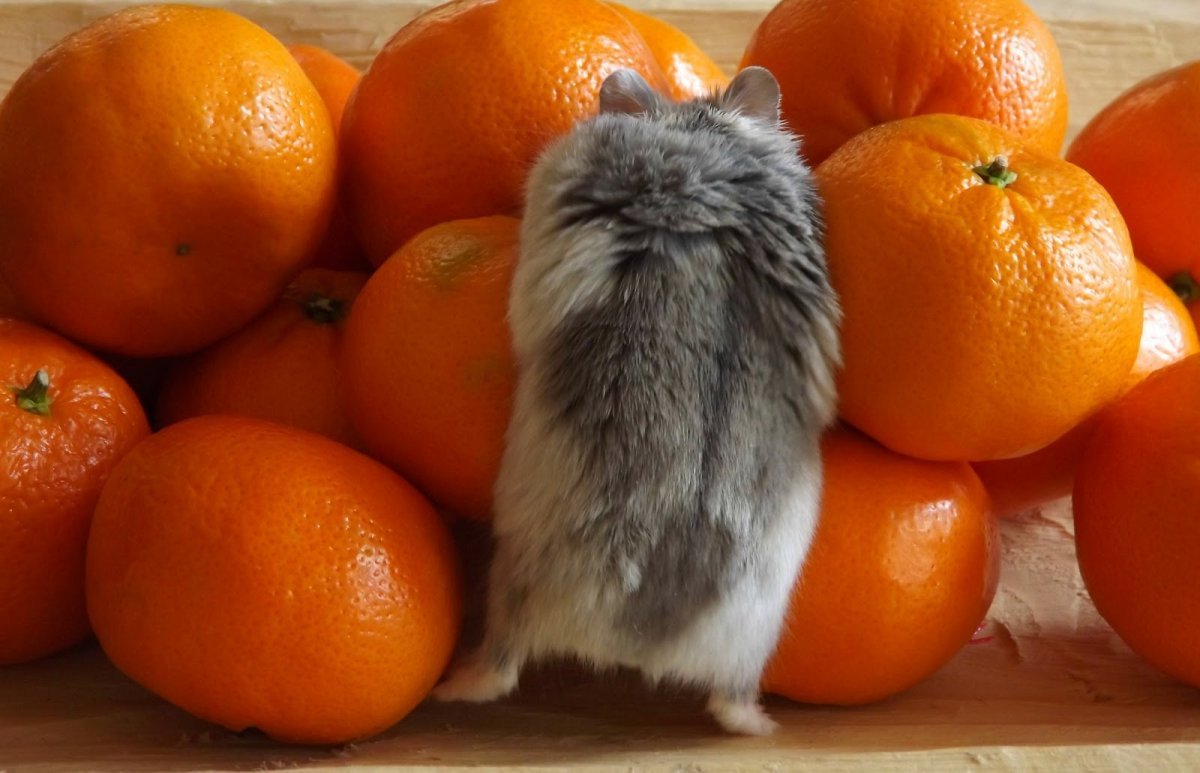 Хомяк джунгарский