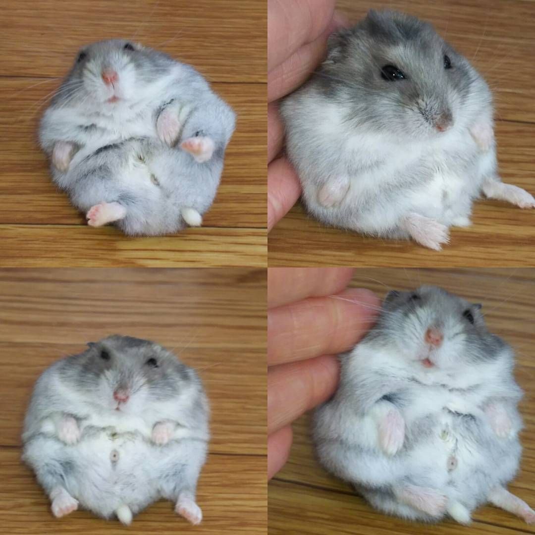 Серый хомячок