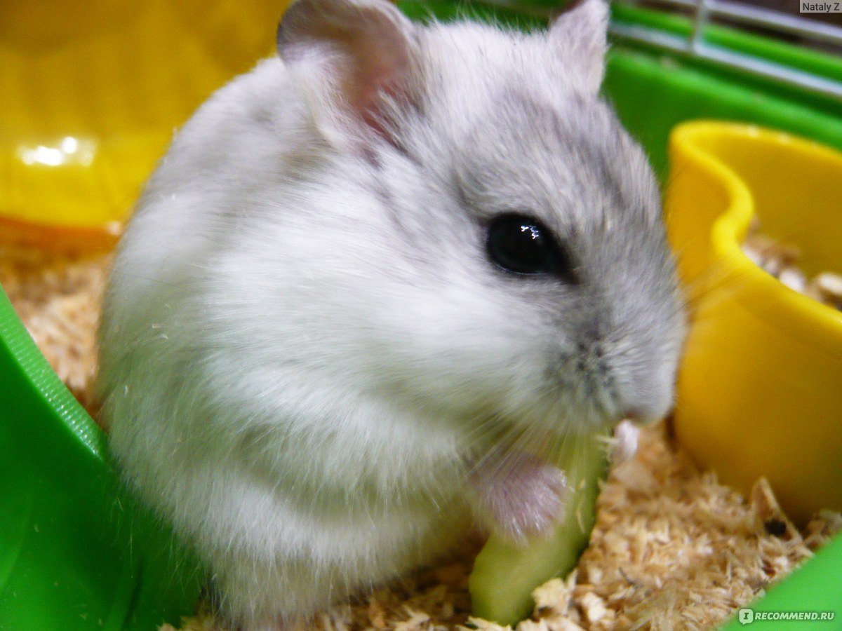 Питомник Мари Мистик хомяки