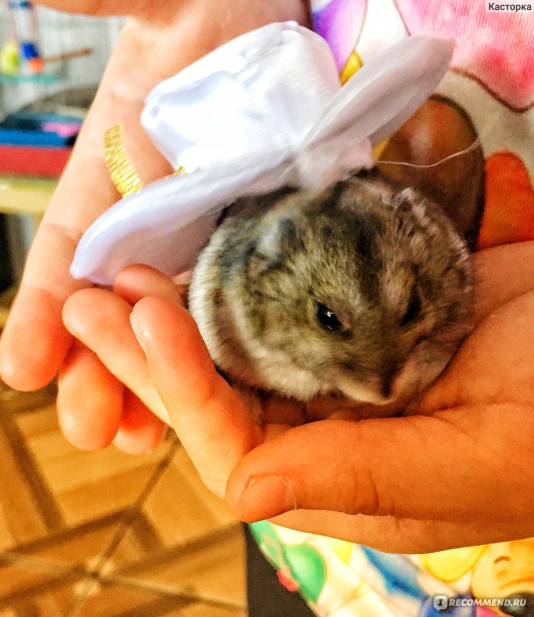 Джунгарский хомячок мандарин