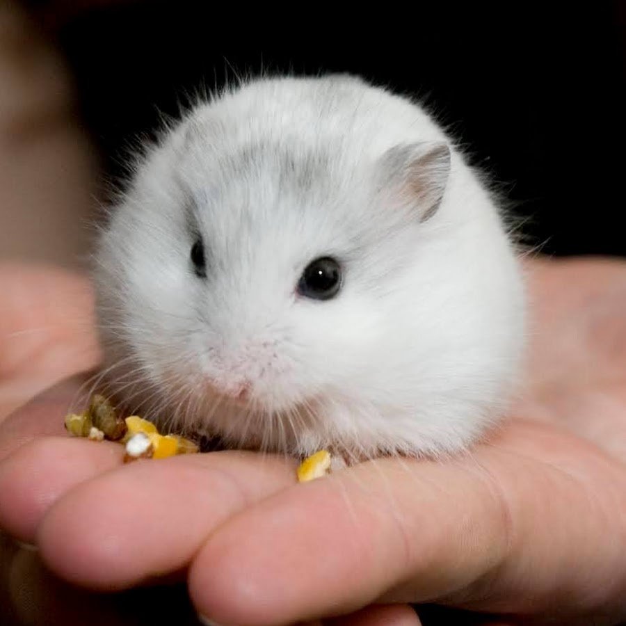 Хомяк Пинтерест