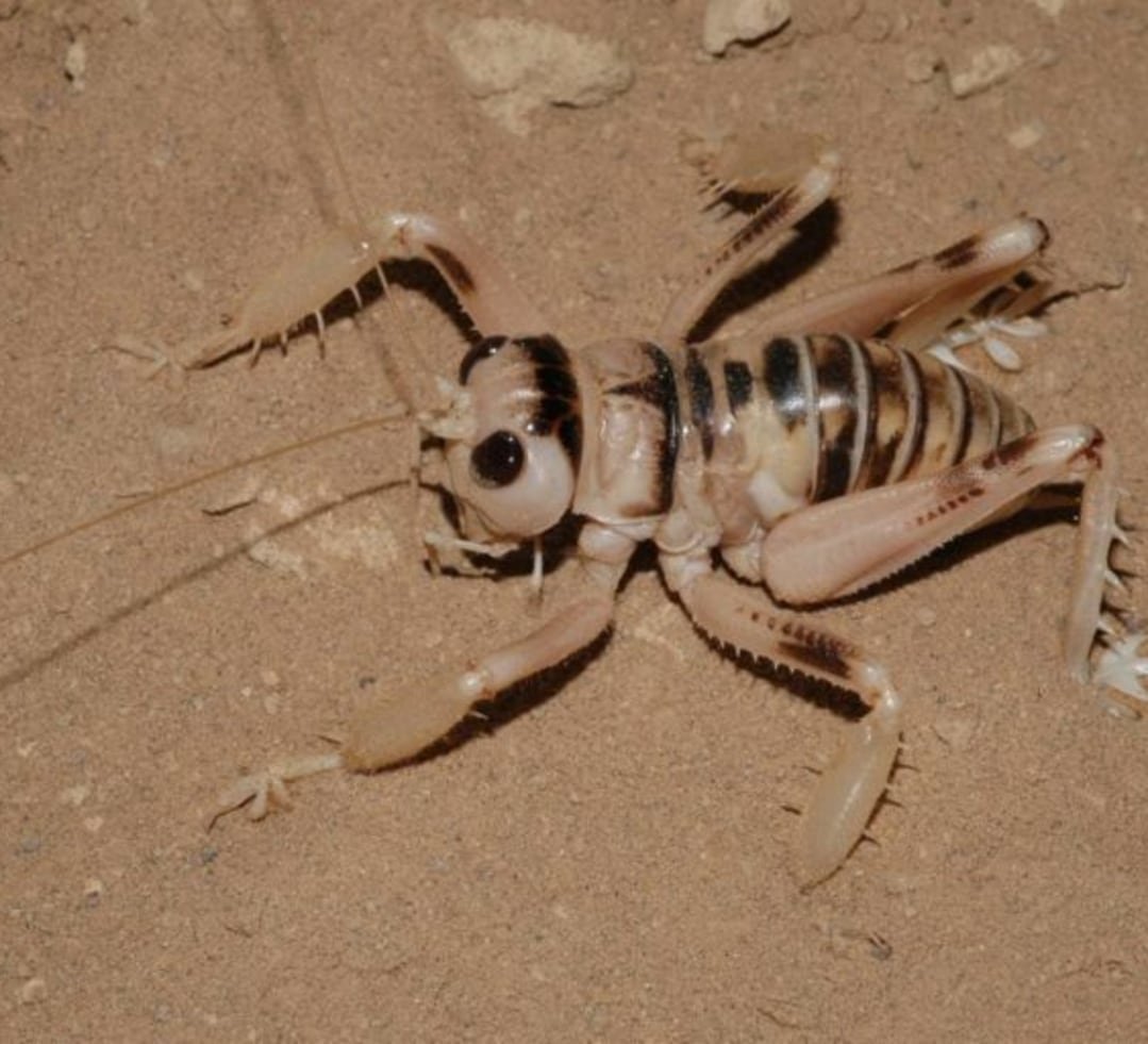 Пустынный пустынный паук Скорпион