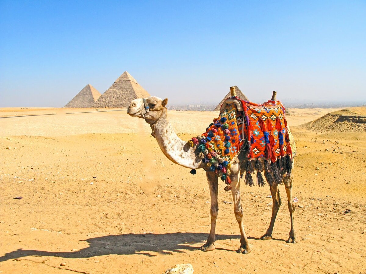 Египет пирамиды Верблюды