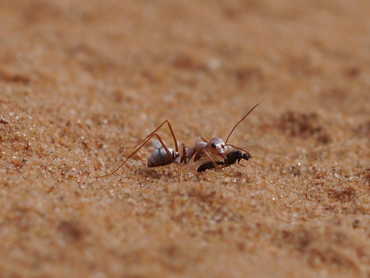 Cataglyphis bombycina