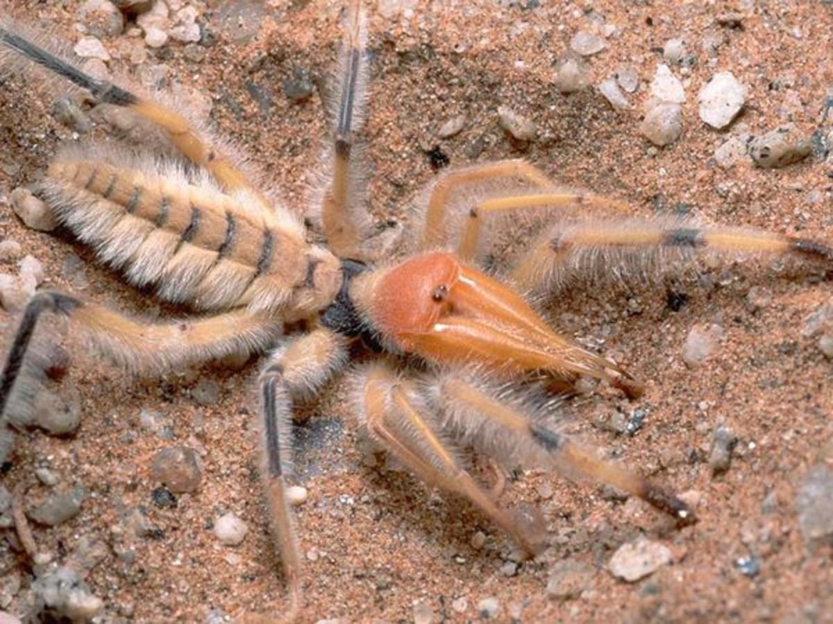 Фаланга паук Астраханский
