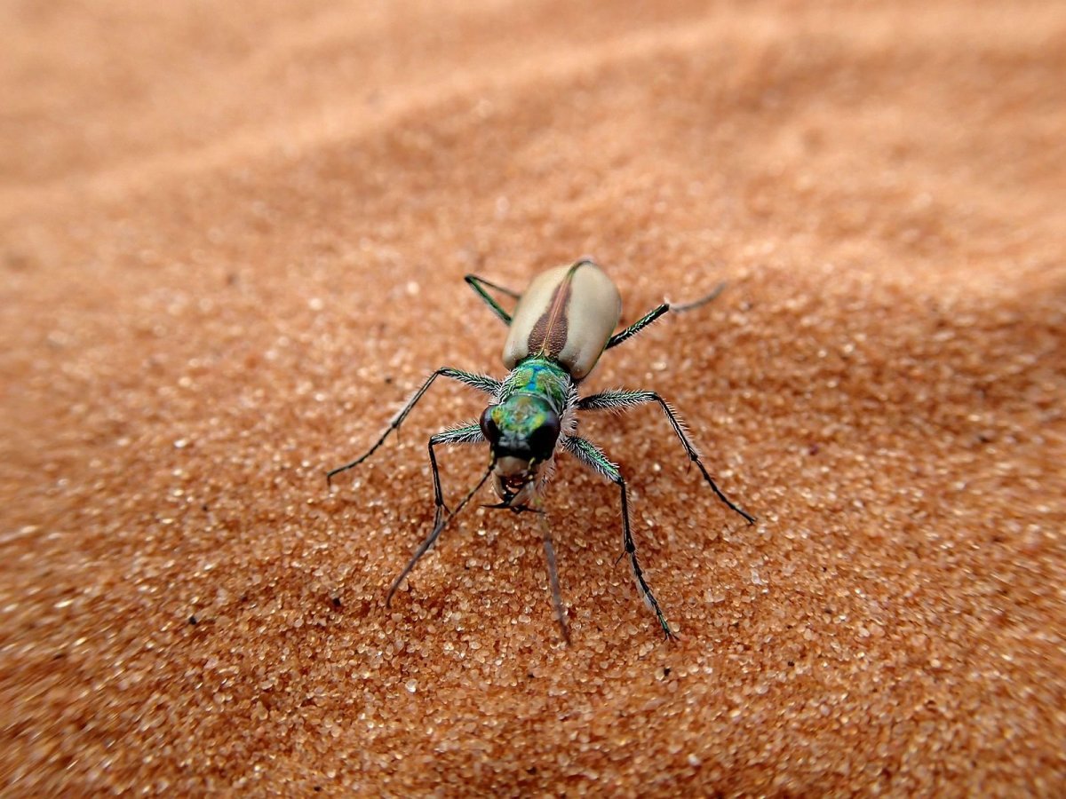 Насекомые в пустыне