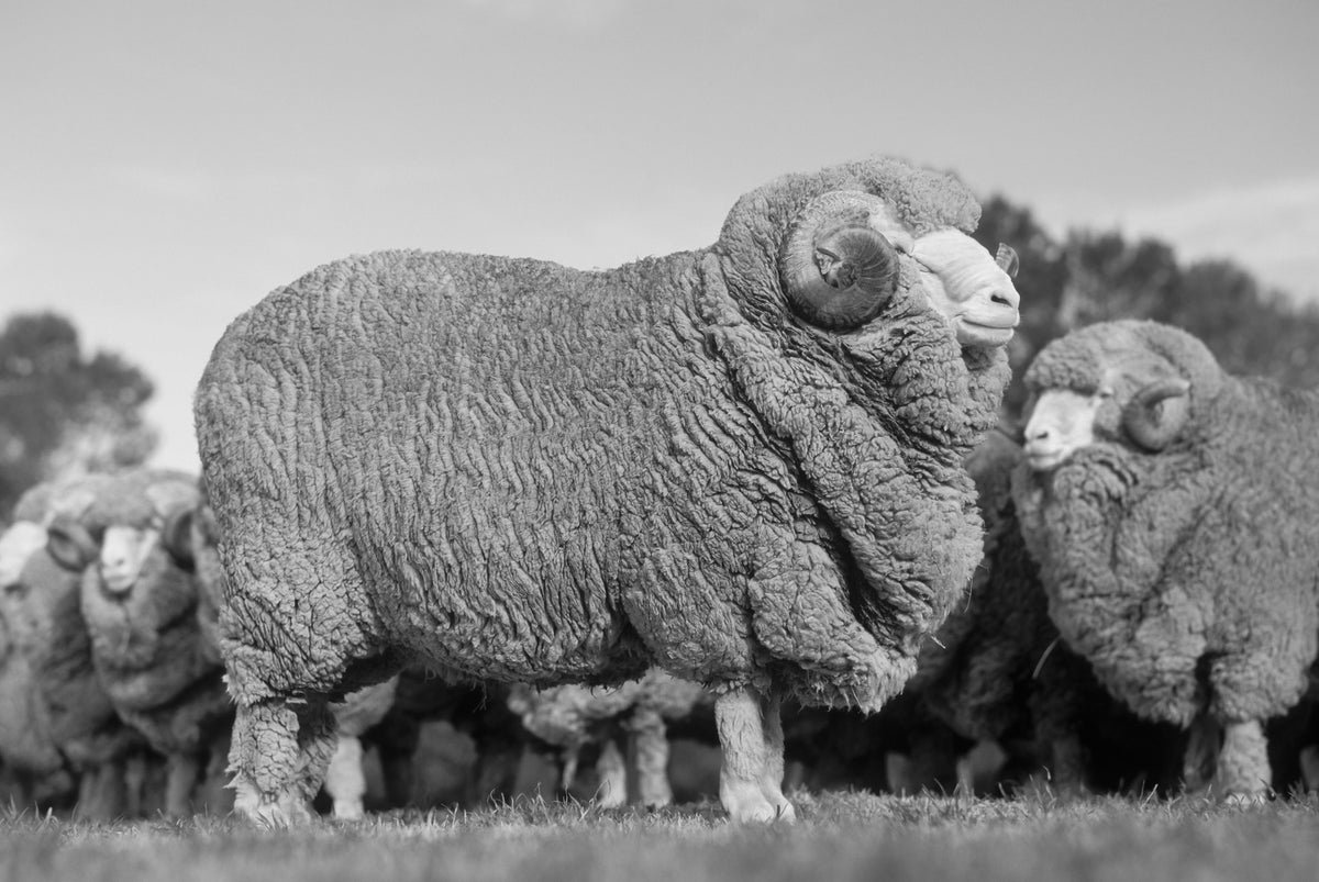 Австралийский тонкоусый меринос