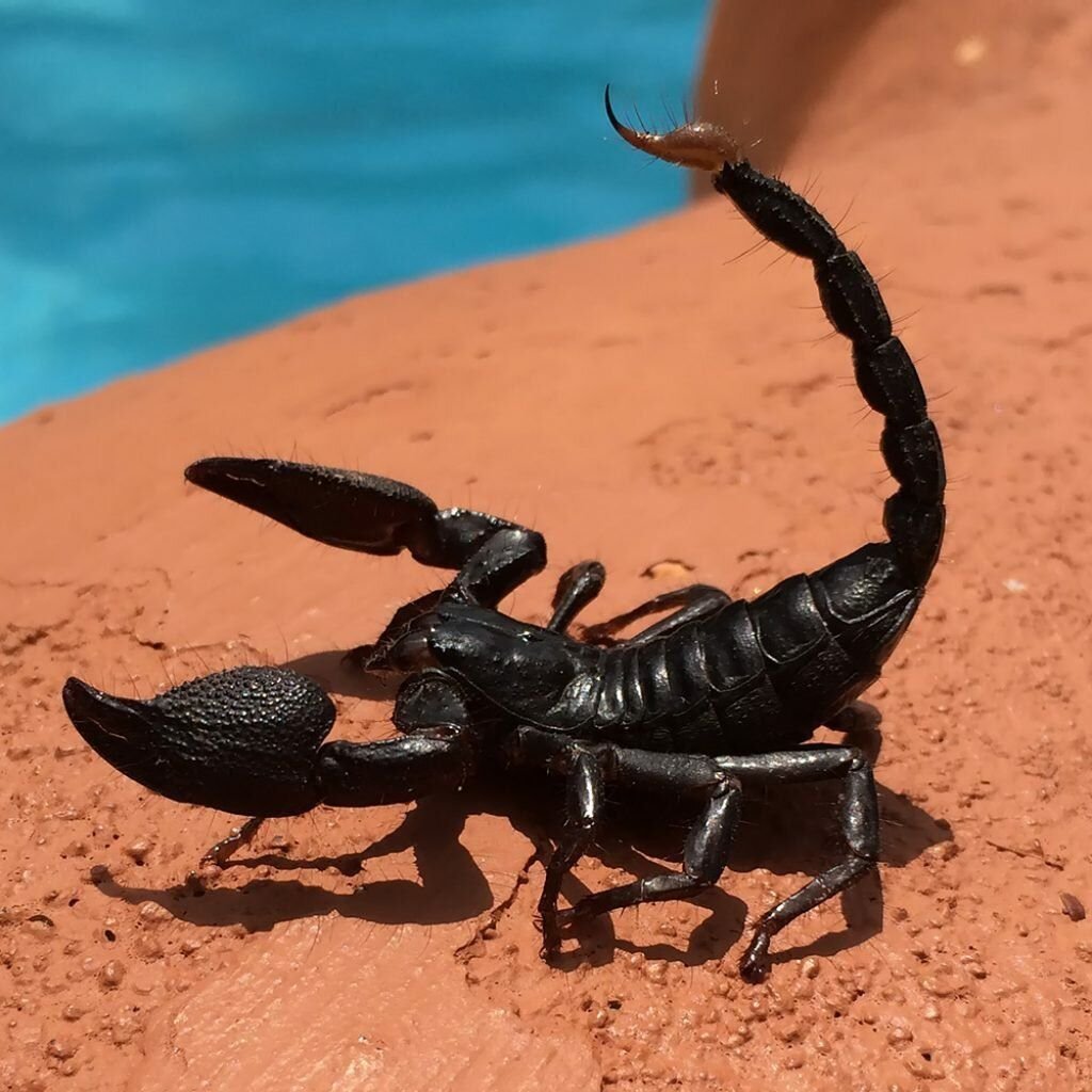 Палестинский Скорпион генурис