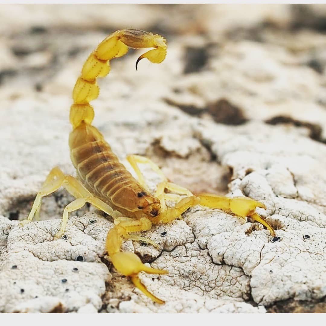 Leiurus quinquestriatus