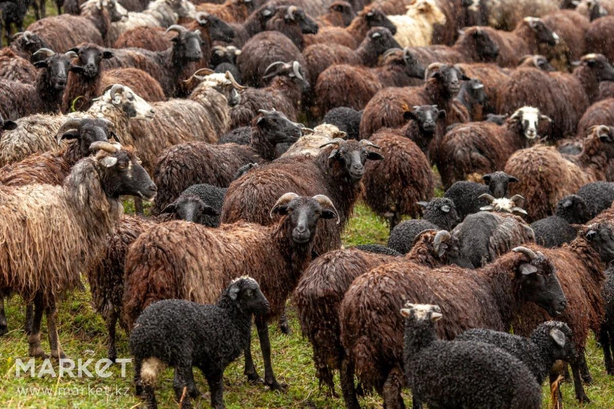 Порода овец Отара