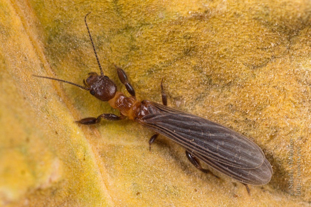 Туркестанская эмбия