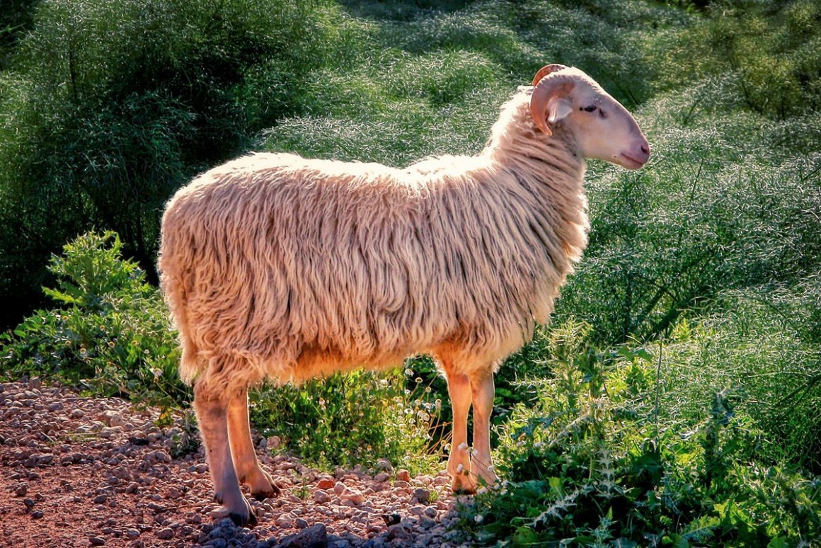 Сараджинская порода овец