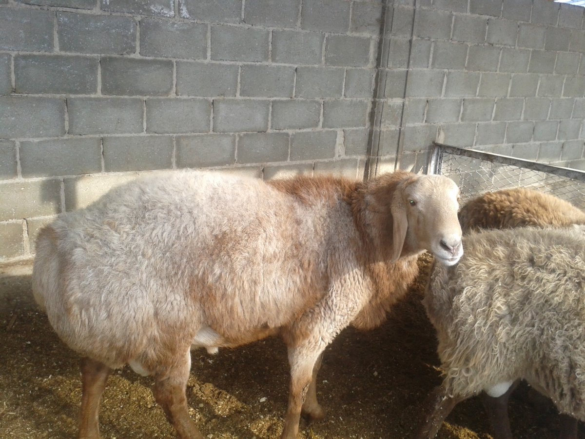 Курдючные породы овец