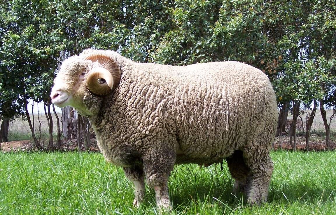 Горный корридель порода овец