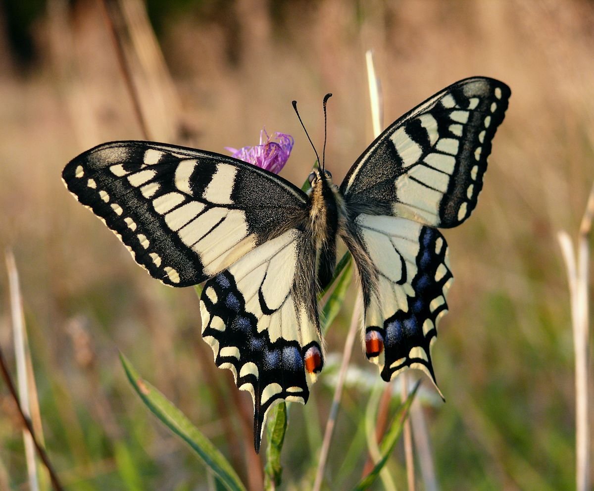 Бабочка Адмирал