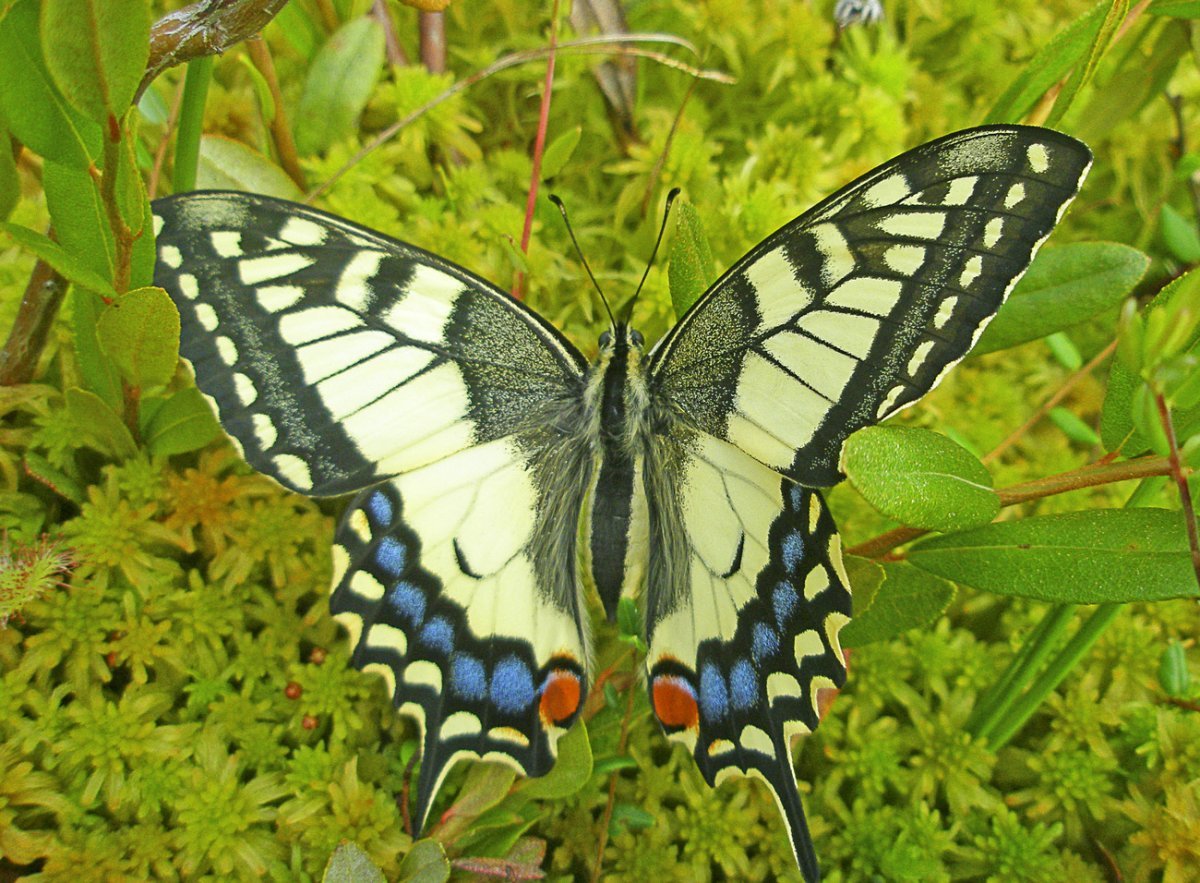 Дневные бабочки России