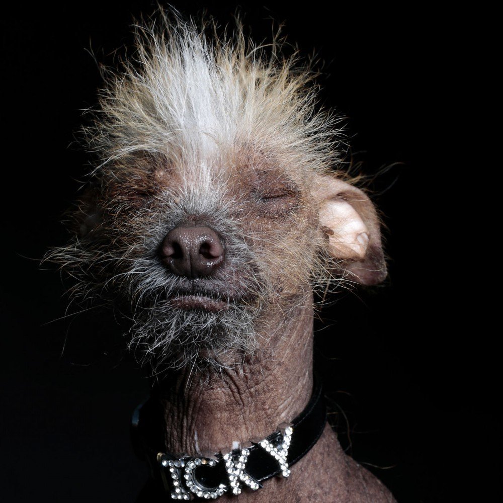 Китайская хохлатая чихуахуа Элвуд