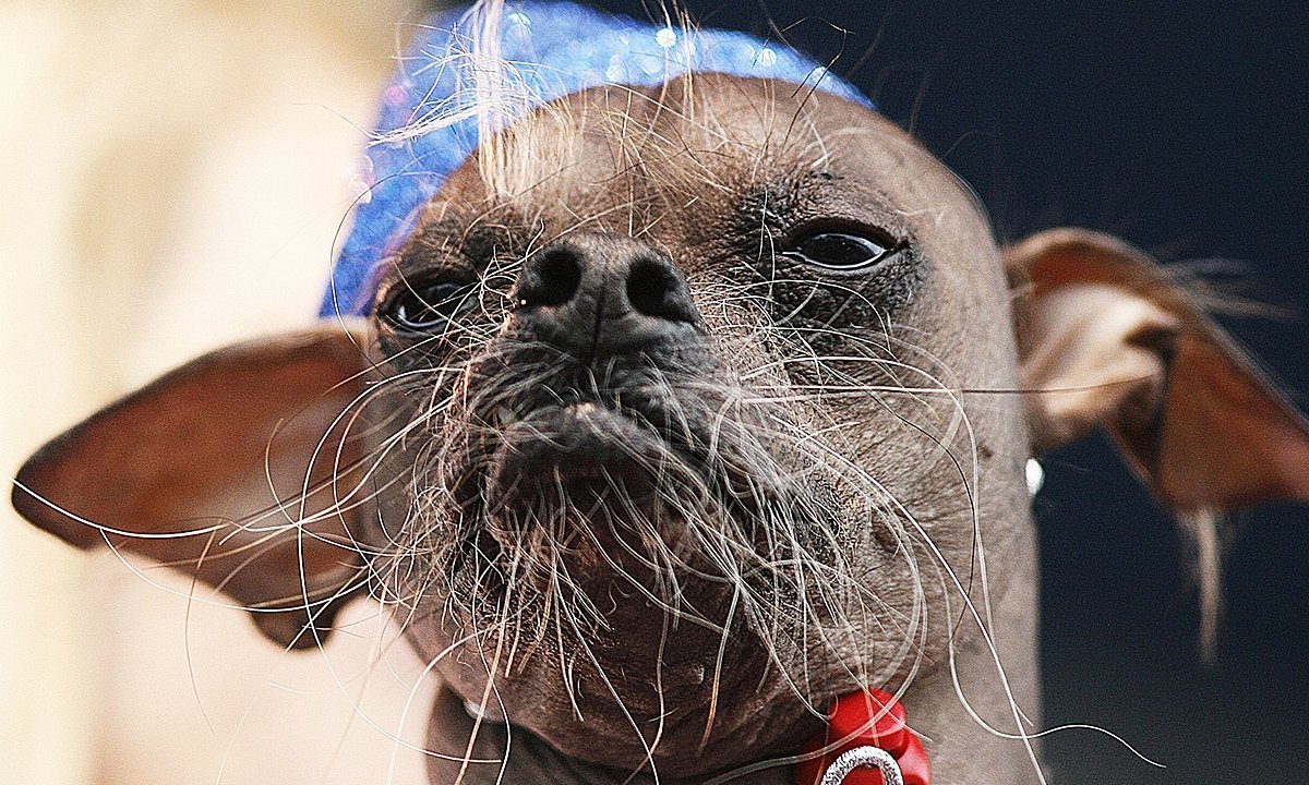 Китайская хохлатая сутулая