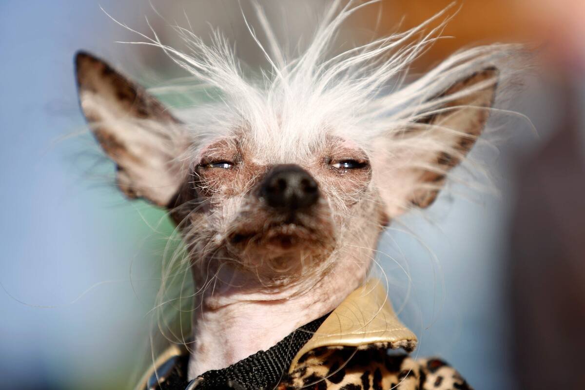 Самая страшная собака в мире