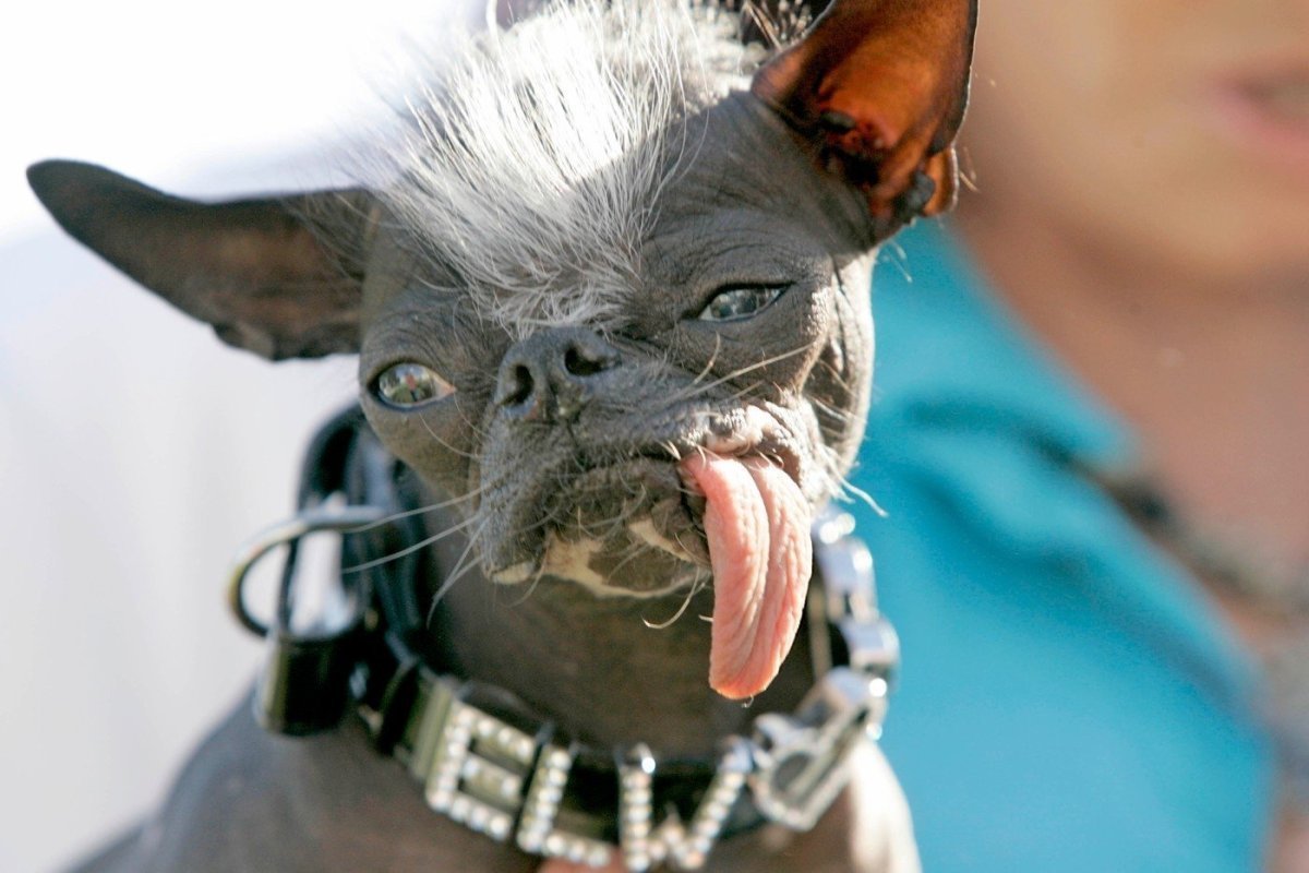 Китайская хохлатая уродливая