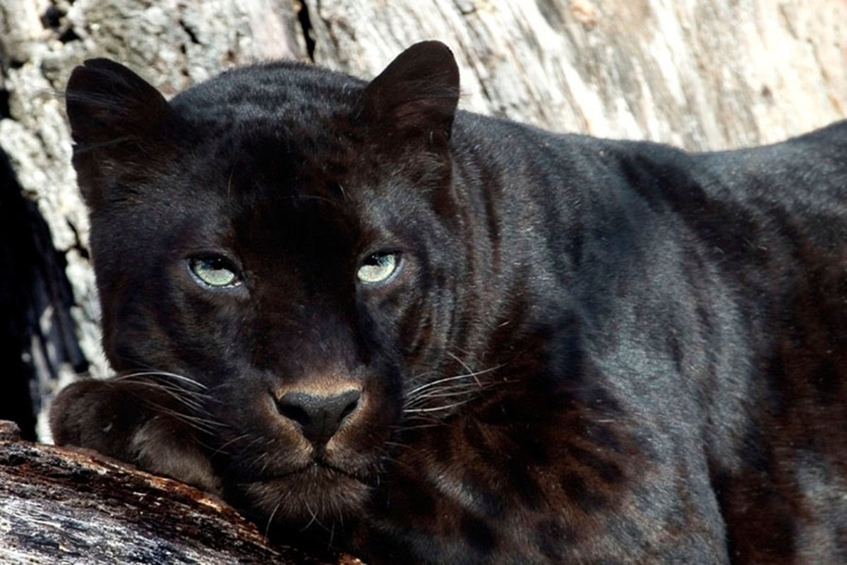 Пантера самка