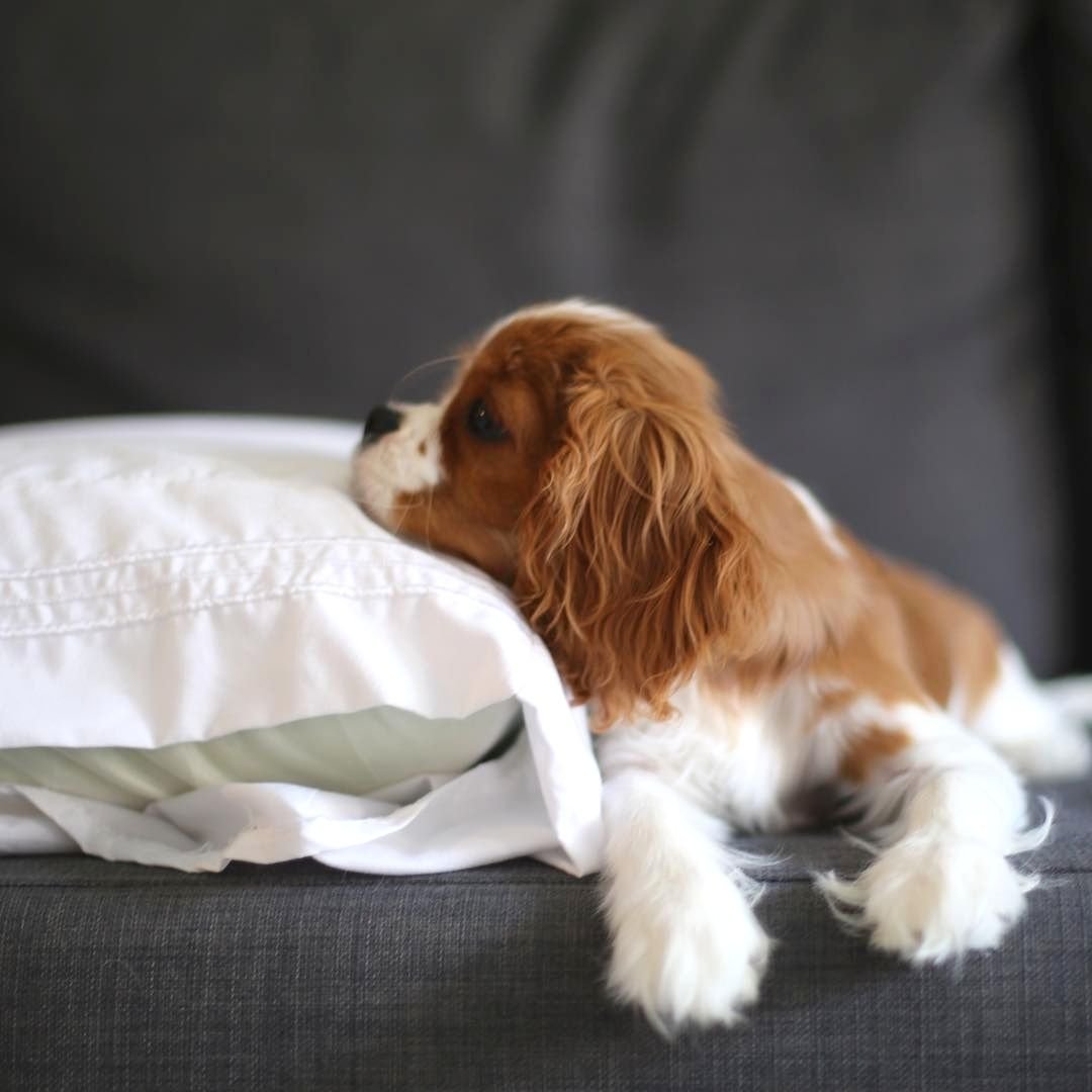 Кавалер Кинг Чарльз спаниель мини