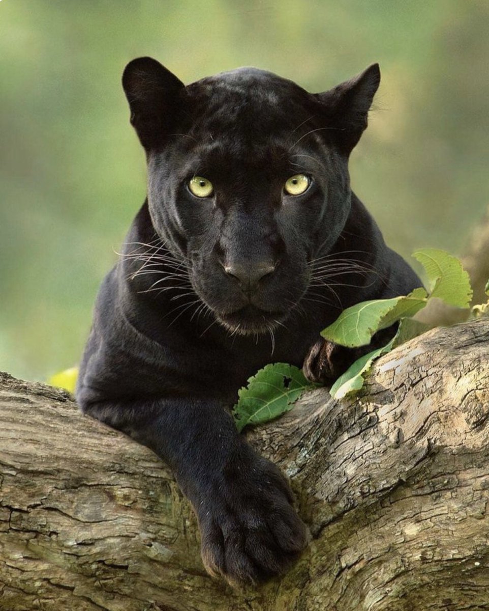 Гималайская пантера