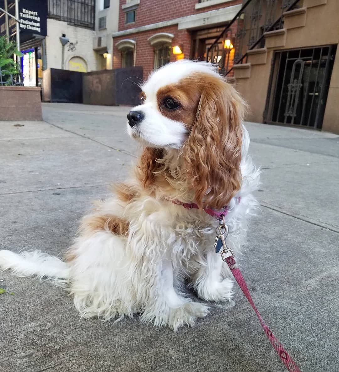 Кинг Чарльз спаниель Бленхейм