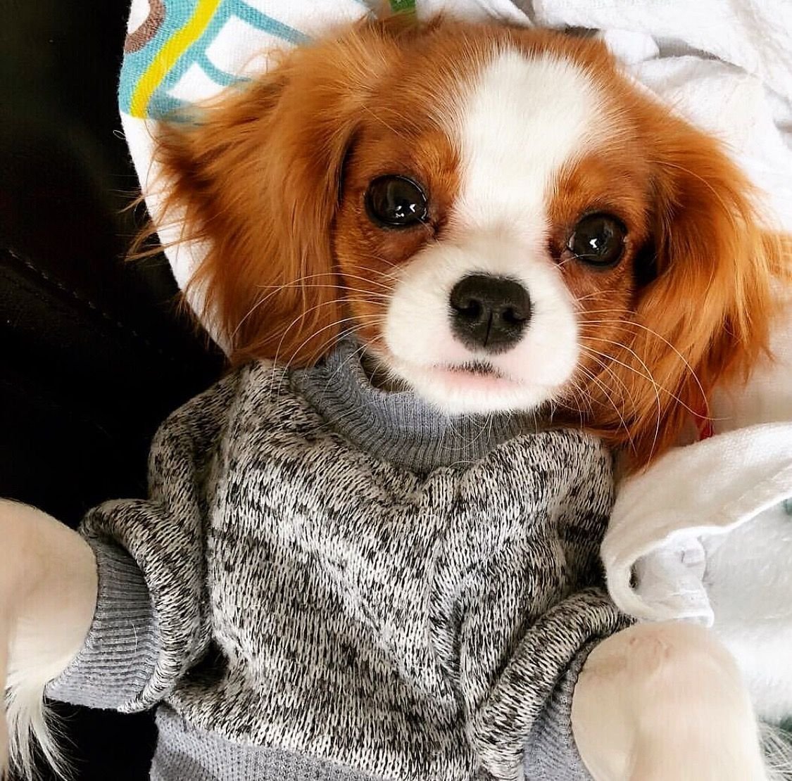 Кавалер Кинг Чарльз спаниель милые