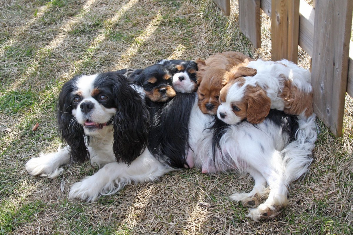 Кавалер-Кинг-Чарльз-спаниель окрасы