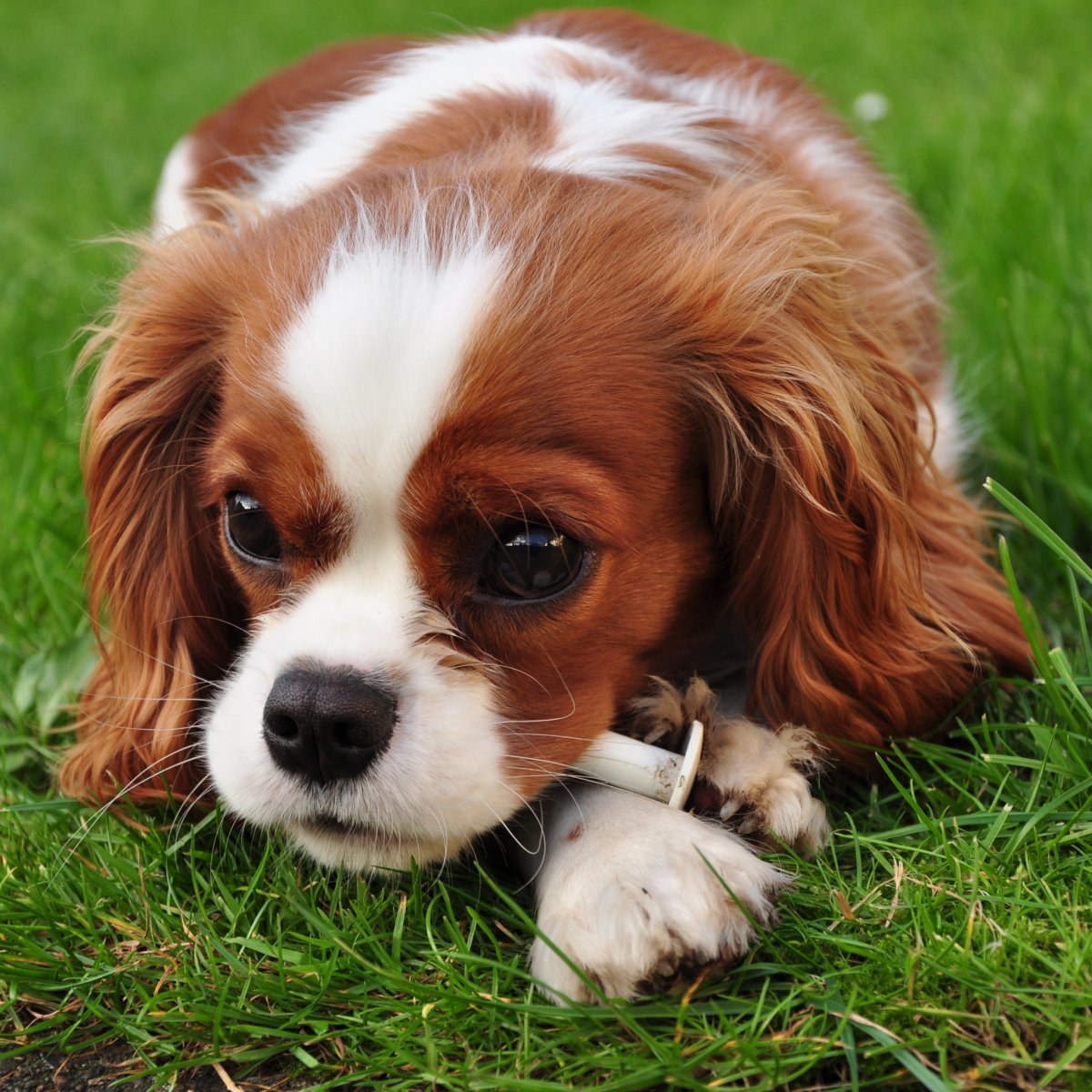 Кавалер Кинг Чарльз спаниель маленький