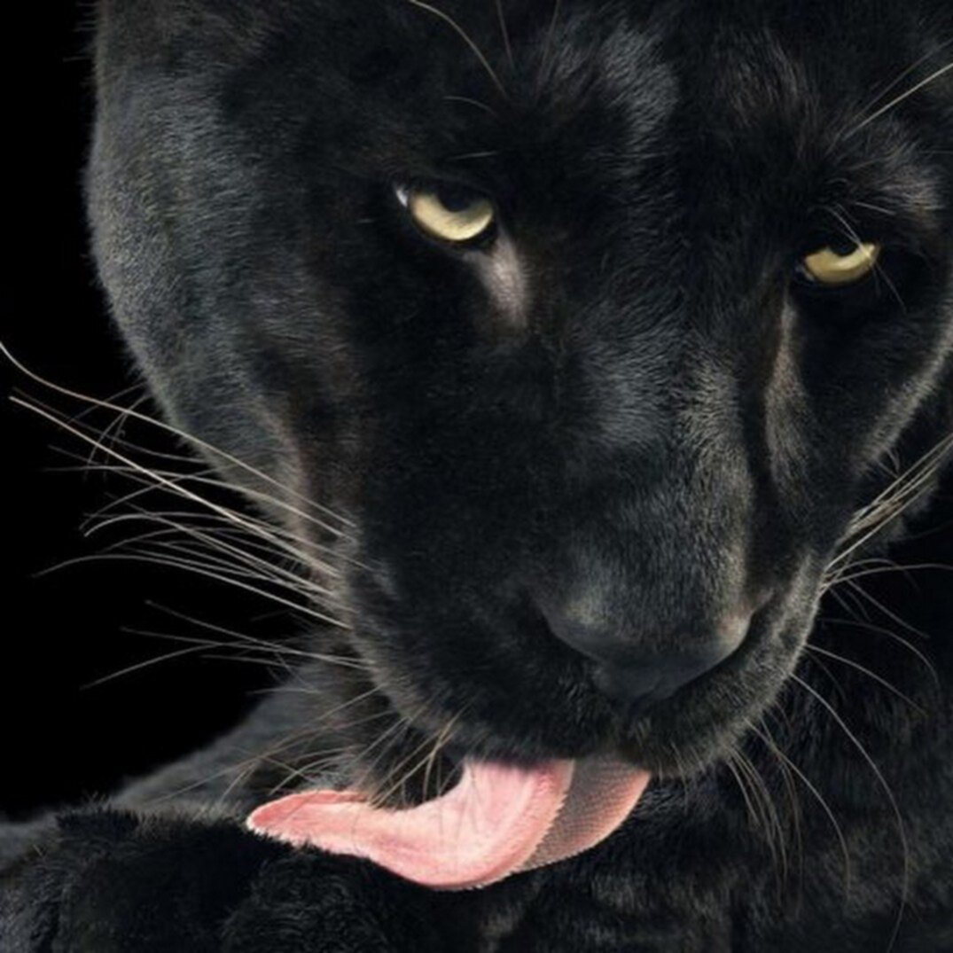 Пантера с языком