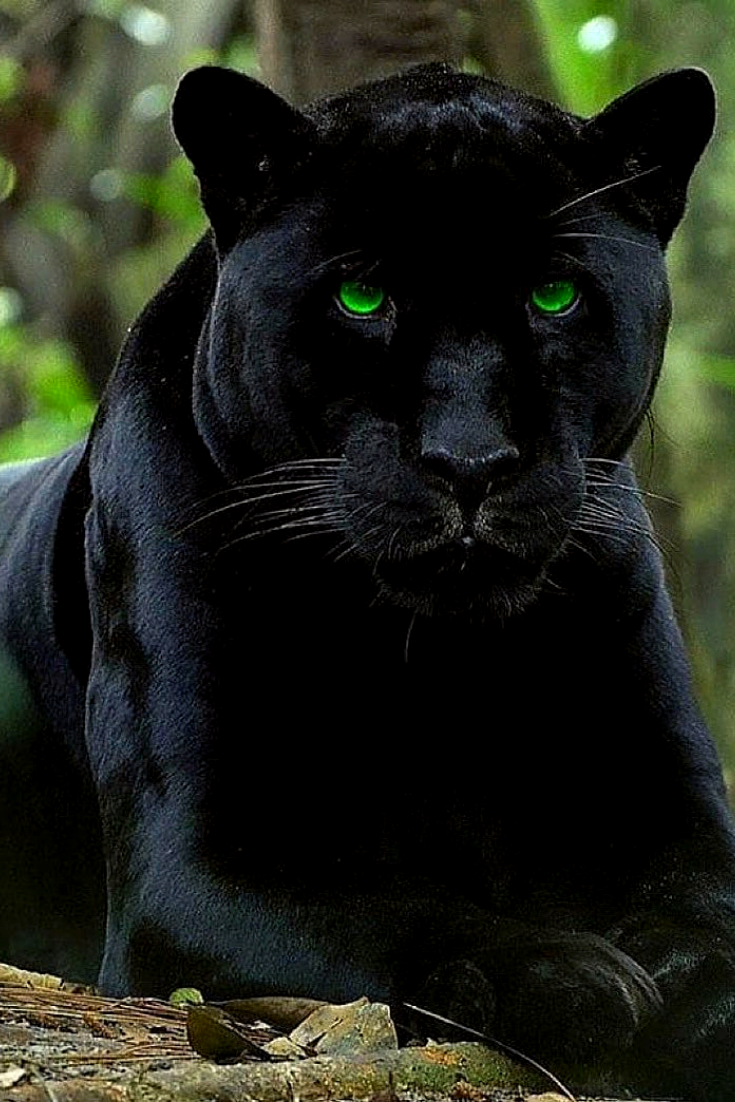 Пантера меланист