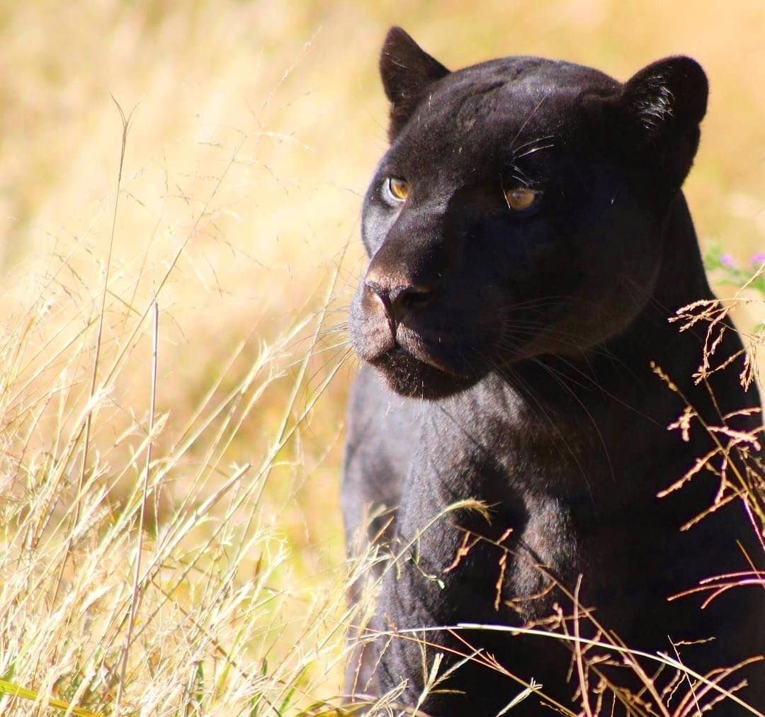 Пантера самец