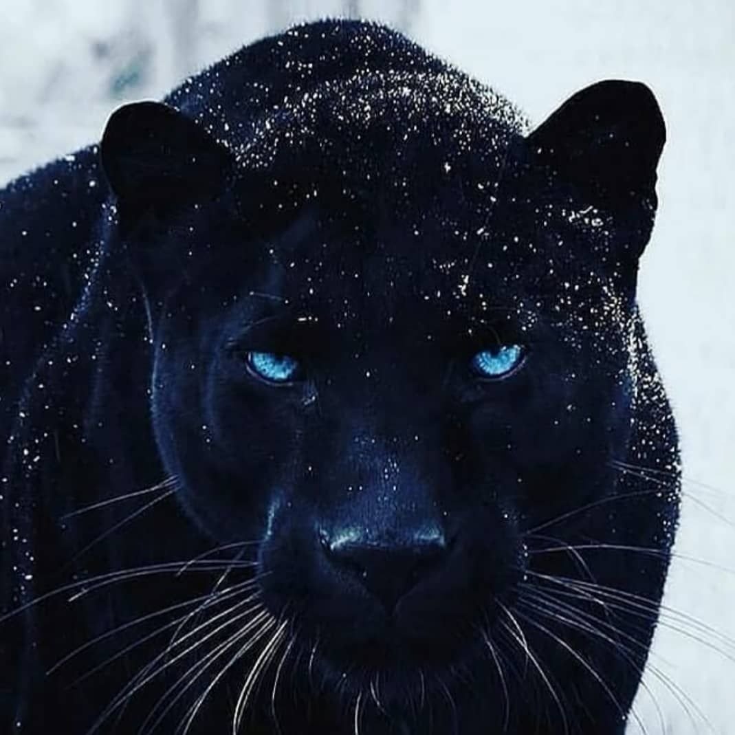 Ягуар меланист