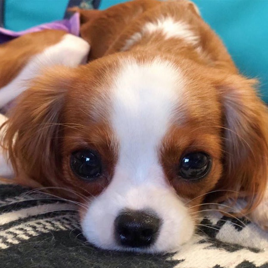 Спаниель Несса