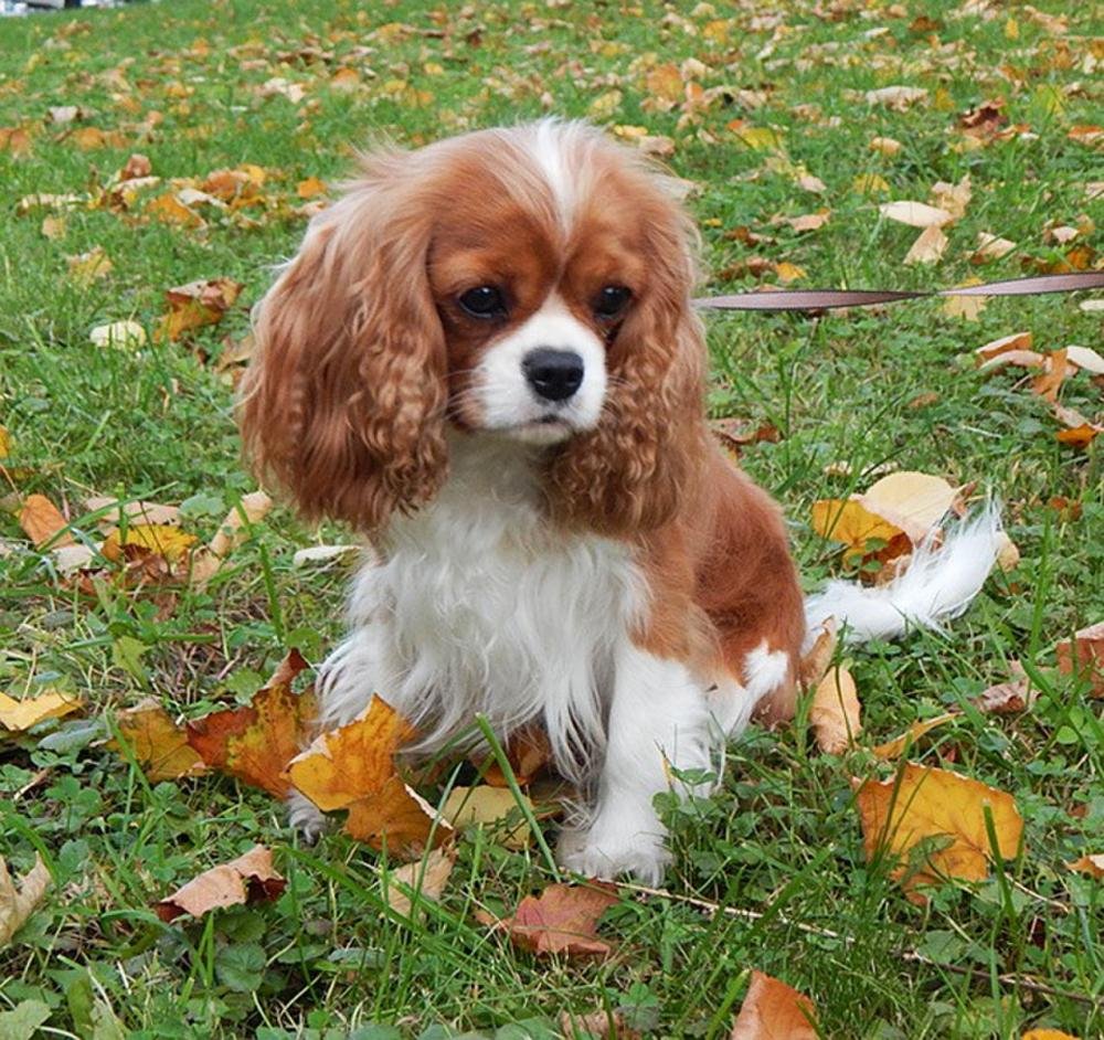 Кавалер Кинг чарльспаель