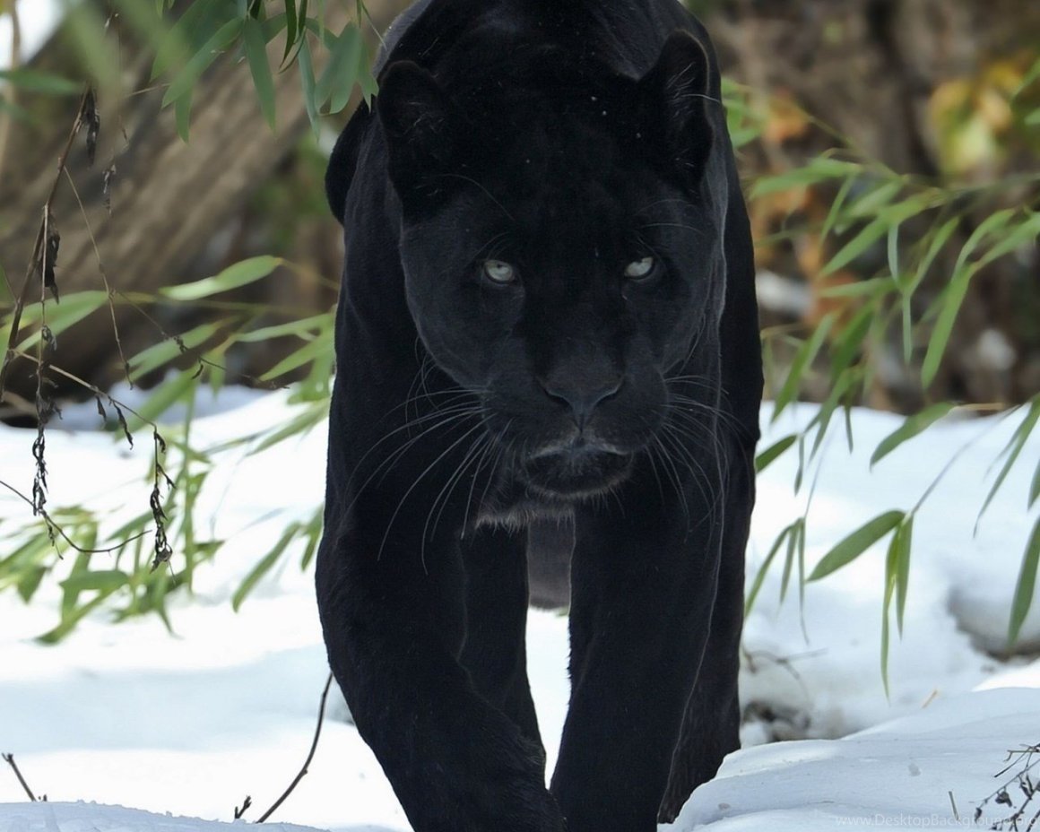 Пантера самка